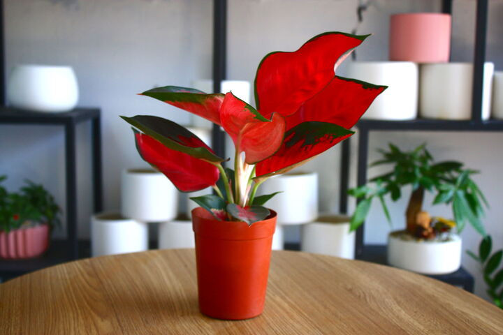 Theo quan niệm phong thủy, cây phú quý là biểu tượng của thịnh vượng và hạnh phúc. (Ảnh: Pinterest)