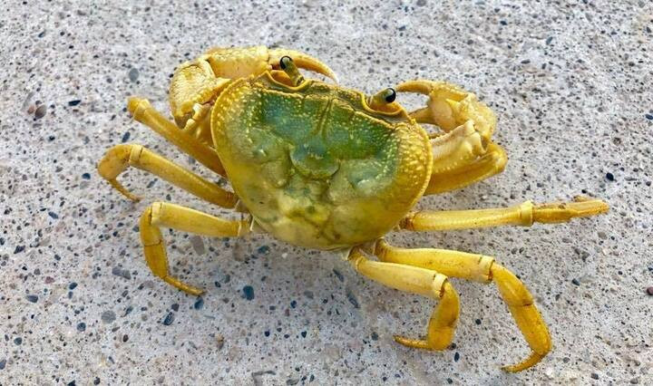 Độc lạ nuôi cua cảnh - 6