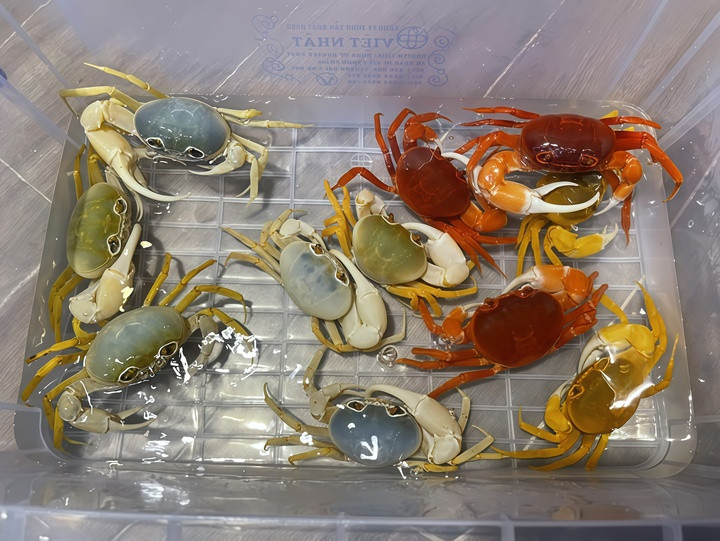 Có đợt hàng, anh Lộc bán đến hàng vạn con cua cảnh, phải nhờ thêm gia đình phụ giúp đóng gói từng con. (Ảnh: NVCC)