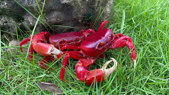 Độc lạ nuôi cua cảnh - 3