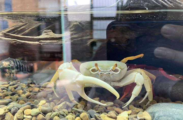 Cua cảnh đẹp không chỉ bởi màu sắc mà còn nhờ hình dáng chân, càng độc đáo. (Ảnh: NVCC)