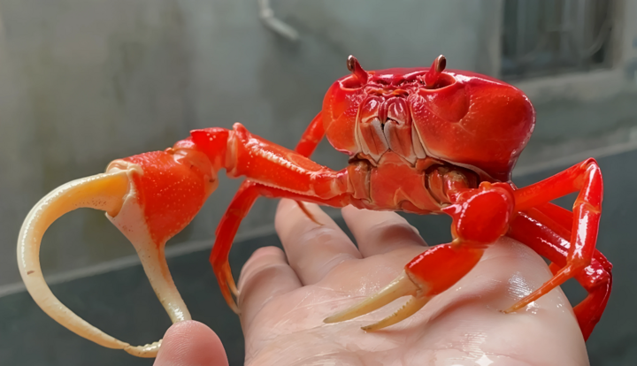 Anh Lộc cho biết màu sắc của cua cảnh được quyết định một phần bởi nguồn nước, chất đất. (Ảnh: NVCC)