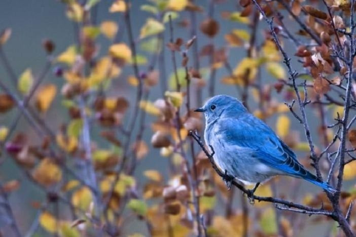 Tháng sinh Âm lịch của người giao tiếp tinh tế- Ảnh 4.