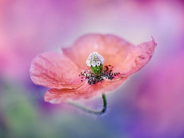 Tinh hoa hội tụ 6 ngày cuối tháng 6 âm lịch, 3 con giáp có thời vận tươi đẹp, vàng bạc đầy nhà, giàu có hết phần thiên hạ, sung túc no đủ - Ảnh 3