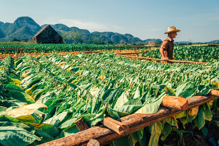 Thung lũng Vinales có các cánh đồng trồng thuốc lá xanh mượt. Những người nông dân tại dây còn lưu trữ nghề làm xì gà thủ công hàng trăm năm tuổi. (Ảnh: iStock)