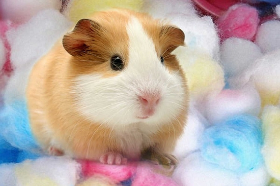 Sau thứ Bảy ngày 16/8/2025, 3 con giáp kiếm tiền siêu giỏi, gánh vàng gánh bạc về nhà, ung dung tự tại