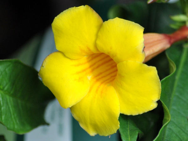 Đúng 20h hôm nay, ngày 18/8/2025, 3 con giáp trở thành con cưng của Thần Tài, dễ trúng số đổi đời, Đắc Lộc Đắc Tài, đếm tiền mỏi tay, tương lai vụt sáng - Ảnh 3