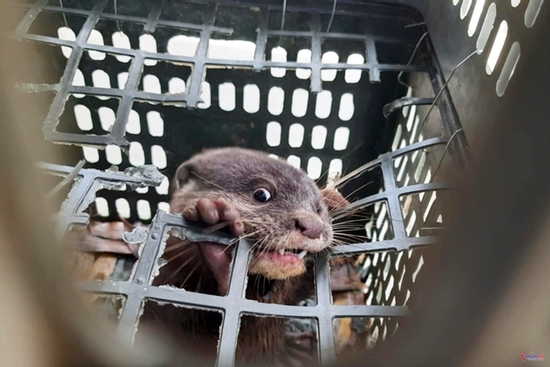 Người dân Quảng Trị bắt được con vật quý hiếm trên sông