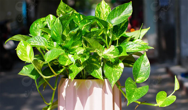 Vạn niên thanh là một trong những cây cảnh hợp với người mệnh Thủy. (Ảnh: Ifarmer)