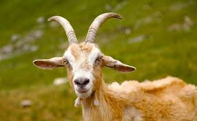 Đúng 7 ngày tới (22/8 - 28/8), 3 con giáp LỘC LÁ ùn ùn, không thành ĐẠI GIA cũng có cuộc sống đáng mơ ước