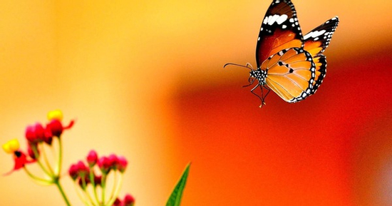 Tháng sinh Âm lịch của người đặc biệt xuất sắc trên nhiều phương diện