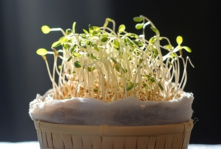 Giá đỗ là loại thực phẩm quen thuộc trong bữa ăn hàng ngày của nhiều gia đình Việt. (Ảnh minh hoạ)