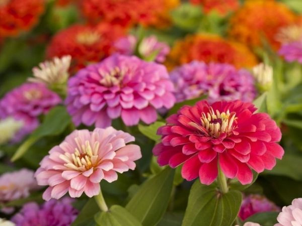 Bước qua tuần mới, 3 con giáp vạn sự khởi phát, ví tiền dày cộm, thóc lúa đầy bồ, Phúc Lộc vô biên, sống không lo buồn phiền - Ảnh 1