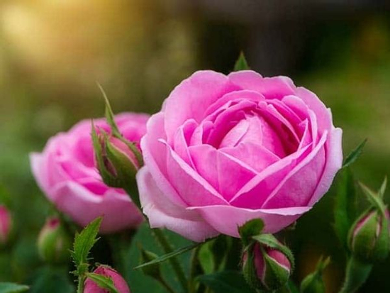 Bước qua tuần mới, 3 con giáp ví tiền dày cộm, thóc lúa đầy bồ