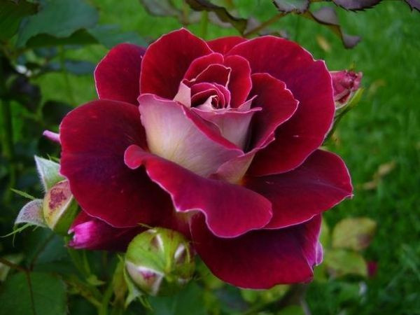 Bước qua tuần mới, 3 con giáp vạn sự khởi phát, ví tiền dày cộm, thóc lúa đầy bồ, Phúc Lộc vô biên, sống không lo buồn phiền  - Ảnh 3