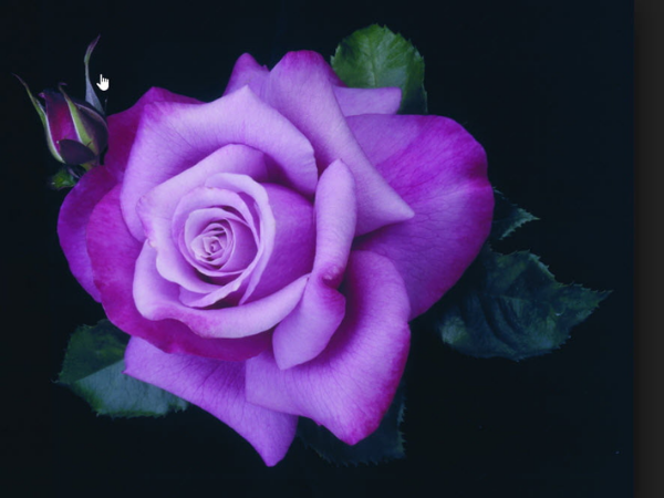 Trúng quả trời cho, 3 con giáp gặp hỷ sự liên miên trong 2 ngày đầu tuần (thứ 2, thứ 3), hầu bao đầy ắp, làm đâu thắng đó, công danh sáng rực - Ảnh 3