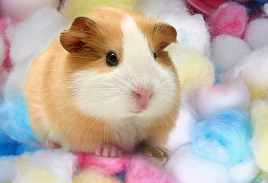 Trúng số độc đắc sau 16h30 chiều nay (25/8/2025), 3 con giáp sau gặp gỡ được quý nhân, tiền tài ngập két