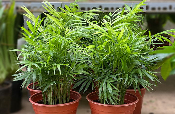 Người mệnh Mộc hợp trồng cây cảnh gì? Cây cau tiểu trâm là một gợi ý.