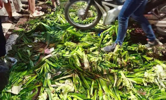 Dẫm đạp lên thảm cỏ, xả rác ra đường: Bị phạt đến 2 triệu đồng, buộc khôi phục lại tình trạng ban đầu