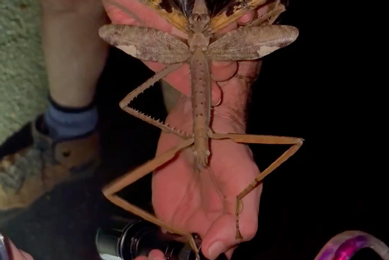 Phát hiện loài côn trùng khổng lồ mới nặng nhất từ trước tới nay