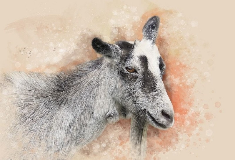 Tử vi 12 con giáp thứ Tư ngày 2782025 Công việc thăng tiến tài lộc khởi sắc