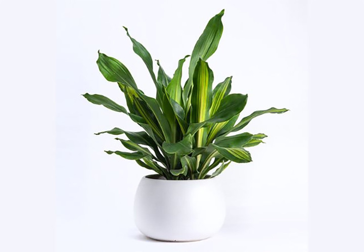 Thiết mộc lan - cây cảnh hợp người mệnh Hỏa.