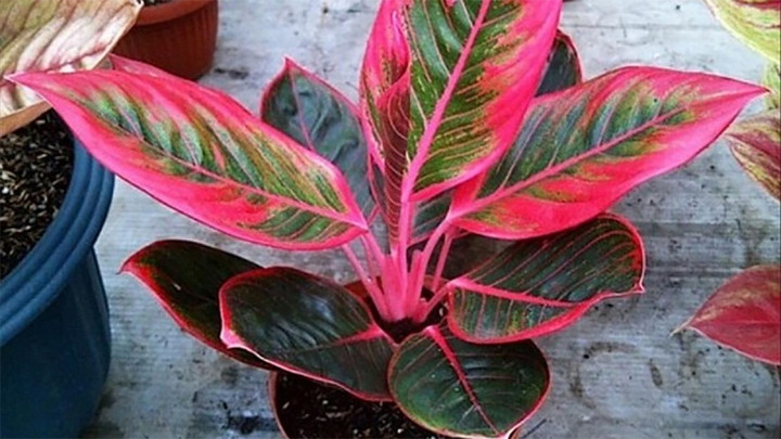 Người mệnh Hỏa hợp trồng cây cảnh gì? Cây phú quý là lựa chọn tốt.