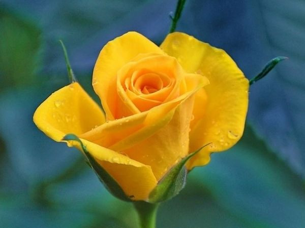 Tiền bạc thi nhau chảy vào túi 3 con giáp từ ngày 28/8 đến ngày 9/9, Lộc Lá sum suê, mưu sự tất thành, giàu có bất chấp khiến ai cũng ao ước - Ảnh 2