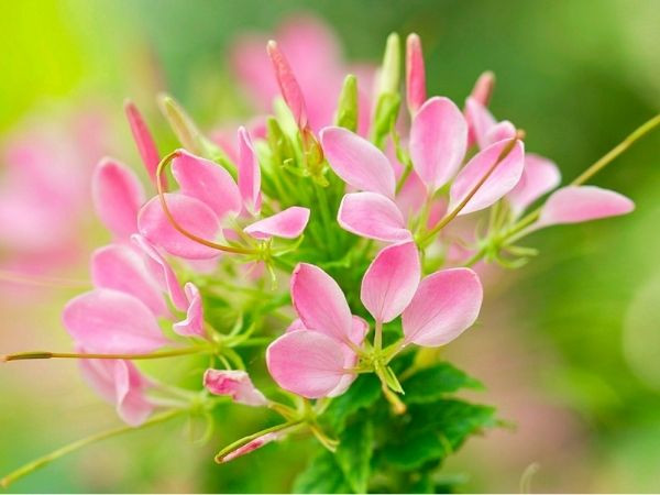 Tiền bạc thi nhau chảy vào túi 3 con giáp từ ngày 28/8 đến ngày 9/9, Lộc Lá sum suê, mưu sự tất thành, giàu có bất chấp khiến ai cũng ao ước - Ảnh 3