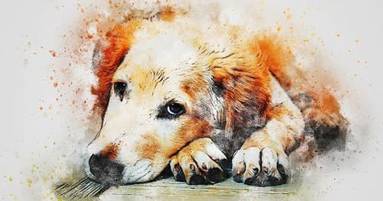 Con giáp yêu nhưng không dám bày tỏ, dễ vuột mất hạnh phúc trong tầm tay