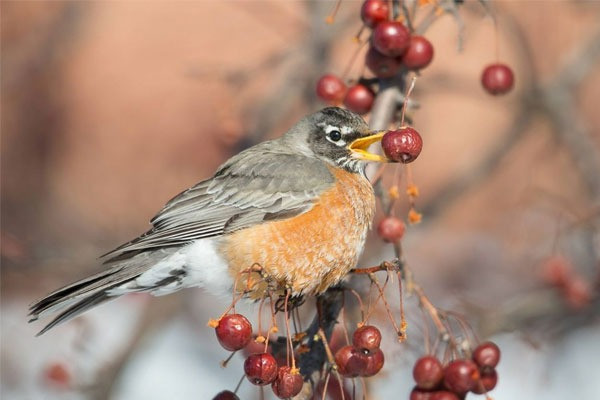 Tháng sinh Âm lịch của người tràn đầy nhiệt huyết, có cuộc đời rực rỡ như hoa lựu tháng 5 nở rộ - Ảnh 2.