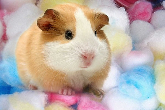 Trúng số độc đắc sau 16h30 chiều nay (30/8/2025), 3 con giáp suôn sẻ trăm bề, ôm hết tiền của trong thiên hạ vào nhà