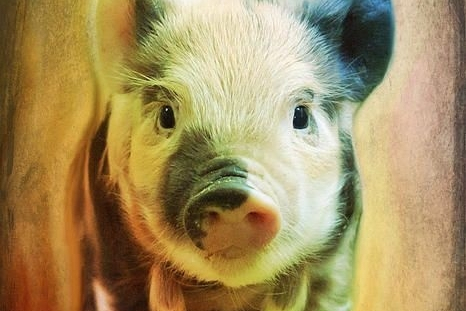 Sau Chủ Nhật ngày 31/8/2025, 3 con giáp tài lộc đến như nước chảy, tăng cao thu nhập, tiền tiết kiệm rủng rỉnh