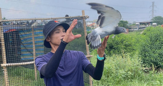 Công phu huấn luyện đàn 800 bồ câu đua tung cánh trong Đại lễ 2/9