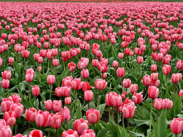 Đúng ngày mai, thứ Hai 1/9/2025, 3 con giáp hưởng trọn LỘC TRỜI, tài khoản tiết kiệm 'khổng lồ', Quý Nhân nâng đỡ biến hung thành cát giàu khủng - Ảnh 1