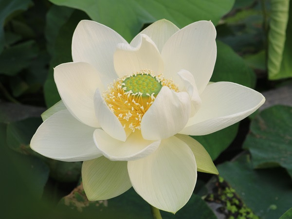 Đúng ngày mai, thứ Hai 1/9/2025, 3 con giáp hưởng trọn LỘC TRỜI, tài khoản tiết kiệm 'khổng lồ', Quý Nhân nâng đỡ biến hung thành cát giàu khủng - Ảnh 2