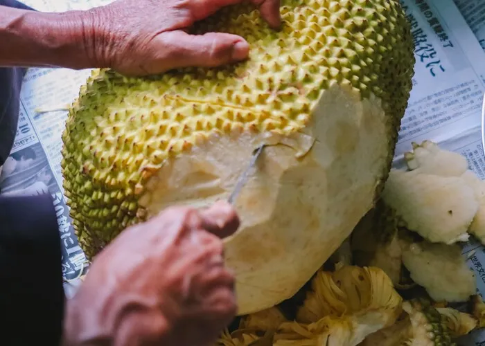 Nhiều người ngại ăn mít vì lo sợ bị dính nhựa, mủ vào tay. (Ảnh: Spain News)