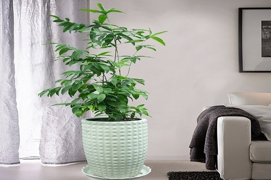 Ý nghĩa phong thủy của cây trúc Nhật - biểu tượng kiên cường, thanh cao