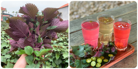 3 nhóm người không nên uống nước lá tía tô