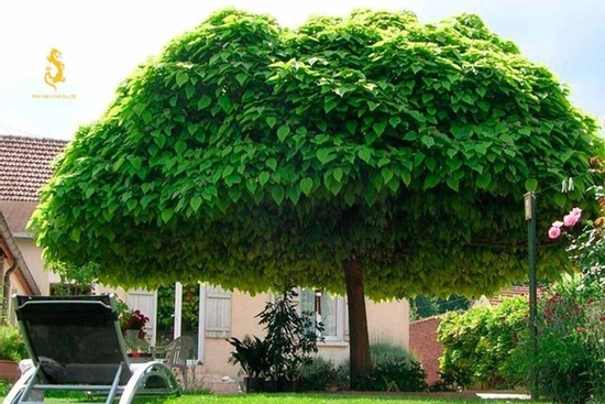 Trồng cây to trước nhà lo ảnh hưởng tiêu cực đến phong thủy, đừng lo, hãy đọc cách hóa giải sau