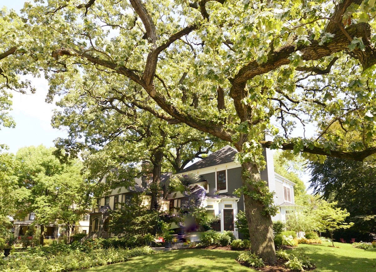 Trồng cây to trước nhà lo ảnh hưởng tiêu cực đến phong thủy, đừng lo, hãy đọc cách hóa giải sau- Ảnh 4.