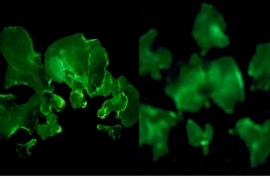 Việt Nam phát hiện 2 loại cây có khả năng tự phát sáng, được xếp huyền bí bậc nhất trên thế giới