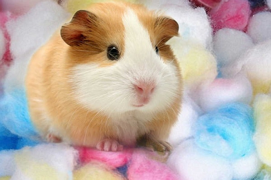 Kể từ thứ Năm ngày 7/8/2025, 3 con giáp chẳng cần bon chen, sự nghiệp hanh thông, một bước lên hương