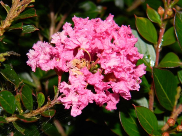 Thần Tài thỏ thẻ, đúng 15 ngày cuối tháng 6 âm lịch, 3 con giáp trời ban lộc vàng, may túi ba gang mà đựng, hỷ sự triền miên, niềm vui liên tiếp - Ảnh 3