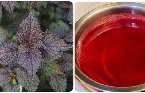 Uống nước lá tía tô thường xuyên có tốt?