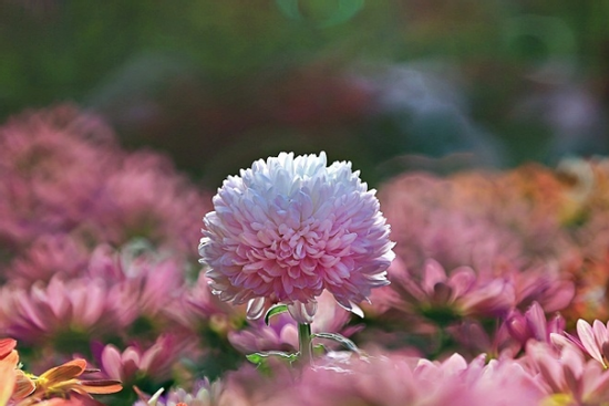 Tử vi tuần mới (từ 11-17/8/2025), 3 con giáp đào trúng hũ vàng, thần may măn cầm tay chỉ lối, làm gì cũng dư dả