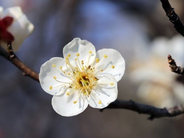 Chúc mừng 3 con giáp không lo túng thiếu trong 9 ngày tới, từng bước làm đầy túi tiền, cuộc sống sung túc an nhàn, mở mắt ra đã thấy vàng chật két - Ảnh 2