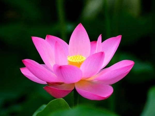 Chúc mừng 3 con giáp không lo túng thiếu trong 9 ngày tới, từng bước làm đầy túi tiền, cuộc sống sung túc an nhàn, mở mắt ra đã thấy vàng chật két - Ảnh 1