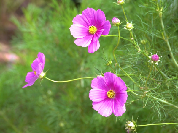 Dự đoán tuần mới (từ 11 đến 17/8/2025), 3 con giáp ĐÀO TRÚNG hũ vàng, THẦN MAY MẮN cầm tay chỉ lối, làm gì cũng dư dả, sự nghiệp vô cùng xán lạn - Ảnh 2