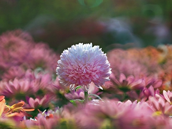 Dự đoán tuần mới (từ 11 đến 17/8/2025), 3 con giáp ĐÀO TRÚNG hũ vàng, THẦN MAY MẮN cầm tay chỉ lối, làm gì cũng dư dả, sự nghiệp vô cùng xán lạn - Ảnh 3